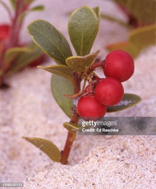 common bearberry (arctostaphylas uva-ursi), a favorite food of bears, dwarf evergreen shrub - arctostaphylos uva ursi stock-fotos und bilder