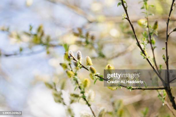 goat willow catkins in a hedgerow - weidenkätzchen stock-fotos und bilder