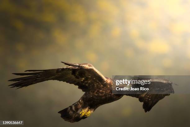 golden eagle - golden eagle stock pictures, royalty-free photos & images