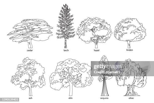 different hand drawn trees isolated on white background, sketch, drawing style trees set. - cedar tree stock illustrations