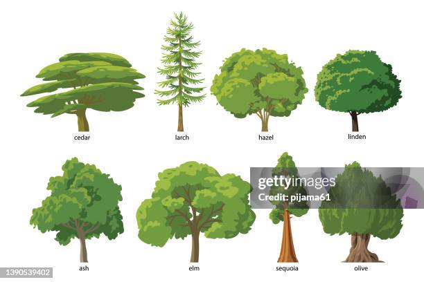 bildbanksillustrationer, clip art samt tecknat material och ikoner med flat green trees vector illustration set - lärkträdslsäktet