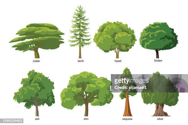 flat green trees vector illustration set - maple tree stock illustrations