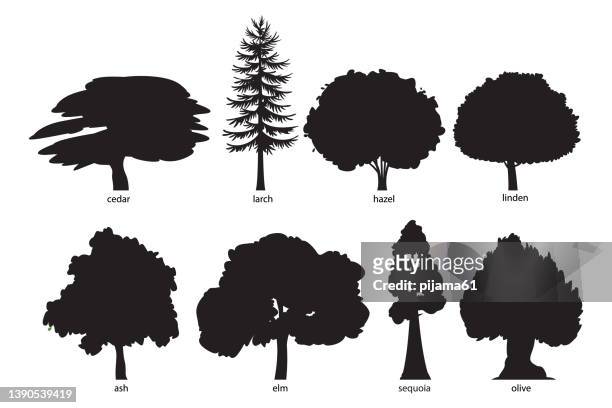 tree silhouette set - elm tree stock illustrations