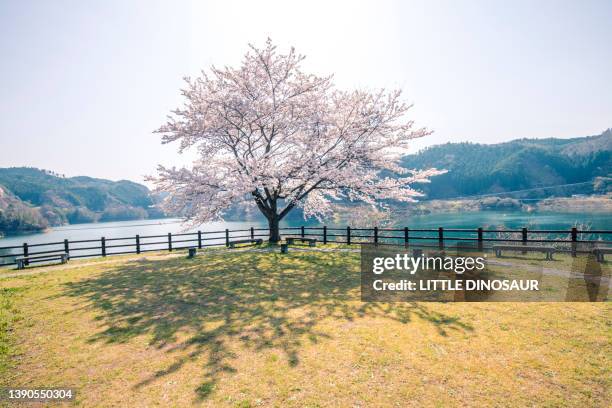 one cherry tree in bloom at a lakeside alakeside - cerezo fotografías e imágenes de stock