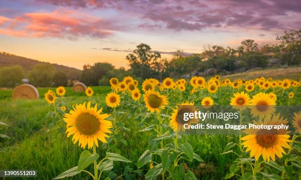 Sunflower Rising Sun 925 Sunflower Sun Rising Stock Photos, High-Res Pictures, and Images ...