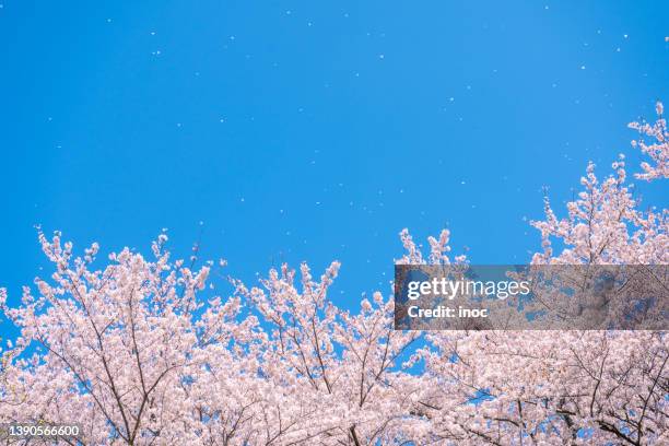 cherry blossom petals fly high - cerezos en flor fotografías e imágenes de stock