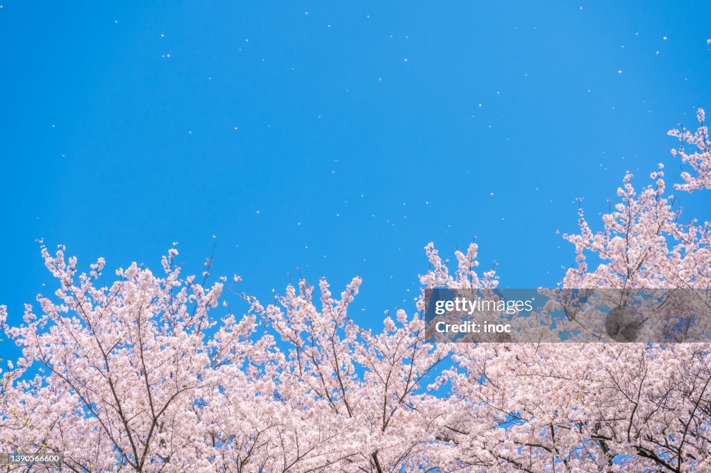 Cherry blossom petals fly high