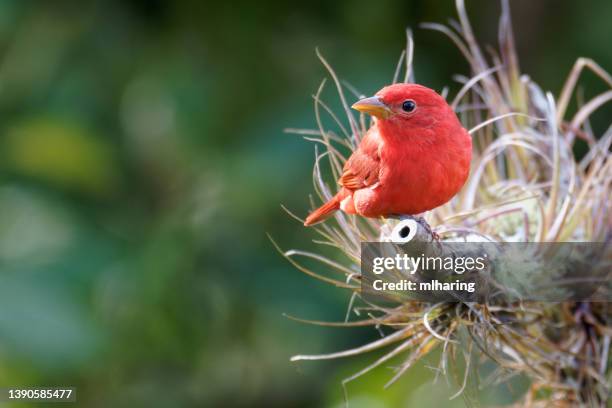 sommer tanager männlich - wildlife colombia stock-fotos und bilder