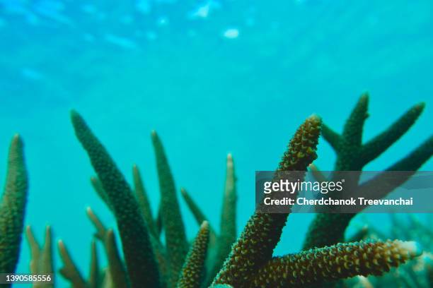 branching coral in the deep blue sea at thailand - branching coral stockfoto's en -beelden