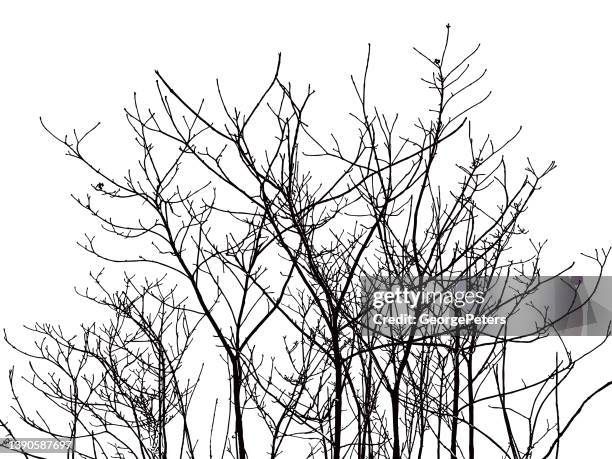 bare tree branches and twigs - prune branches stock illustrations