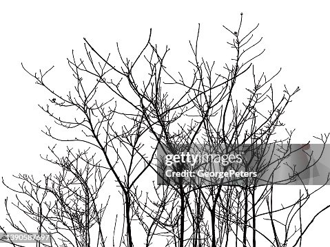 Bare Tree branches and twigs Bare Tree branches and twigs
