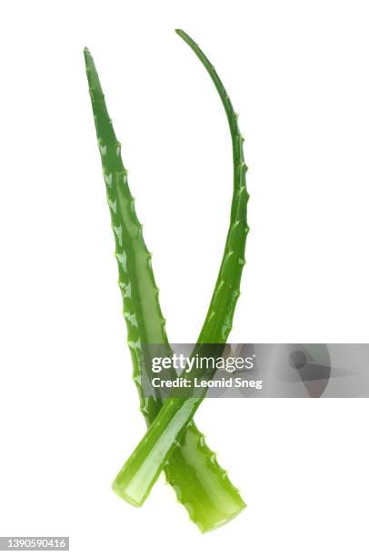 aloe vera succulent plant leaves on white background isolated - アロエ ストックフォトと画像