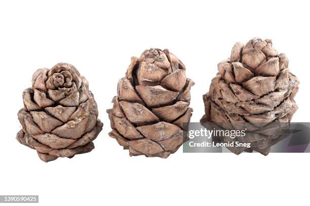 cedar cones on white background isolated - pine cone stock-fotos und bilder