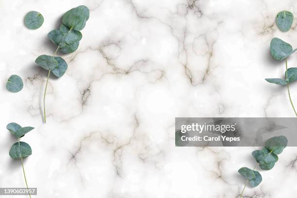 marble background, eucalyptus branches - hoja de eucalipto fotografías e imágenes de stock