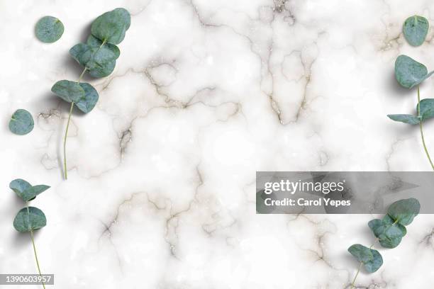 marble background, eucalyptus branches - eucalyptus tree stock pictures, royalty-free photos & images