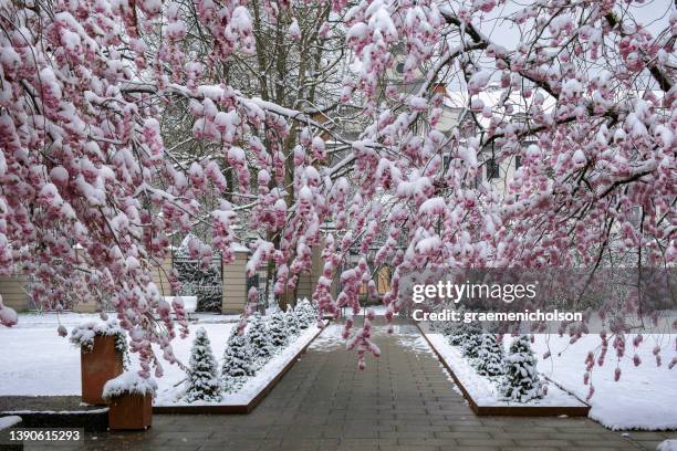 augsburg - topiary stock pictures, royalty-free photos & images