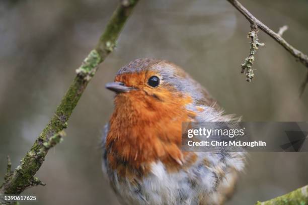 bird - robin - robin feather stock pictures, royalty-free photos & images