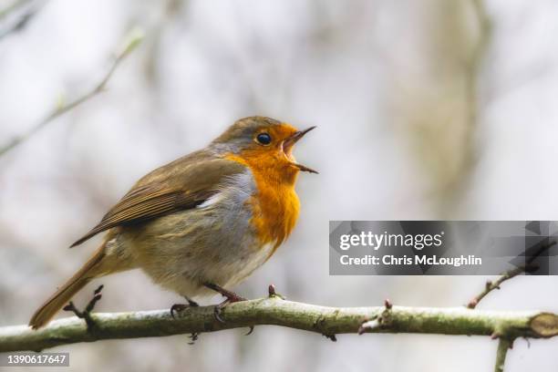 bird - robin singing - mark robins bildbanksfoton och bilder