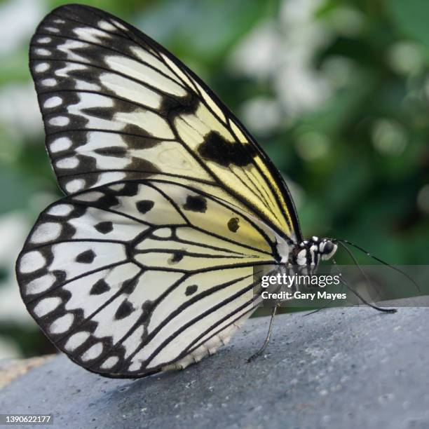 black and white butterfly - paper kite butterfly stock pictures, royalty-free photos & images