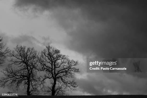 two bare trees in silhouette over the hill against dramatic sky - bare tree bildbanksfoton och bilder