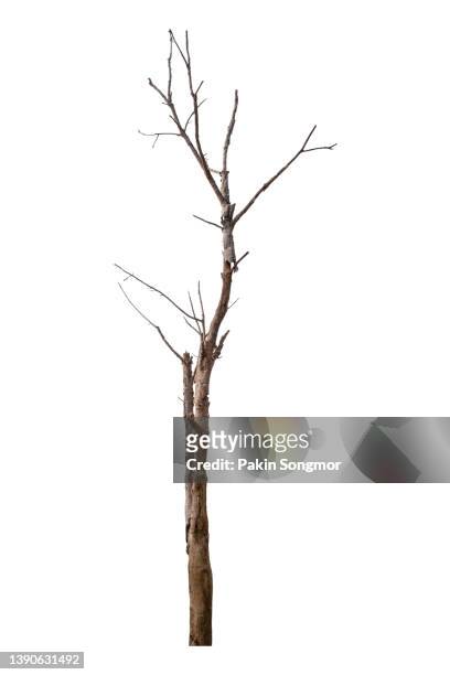 dead tree isolated on a white background, clipping path - twig fotografías e imágenes de stock