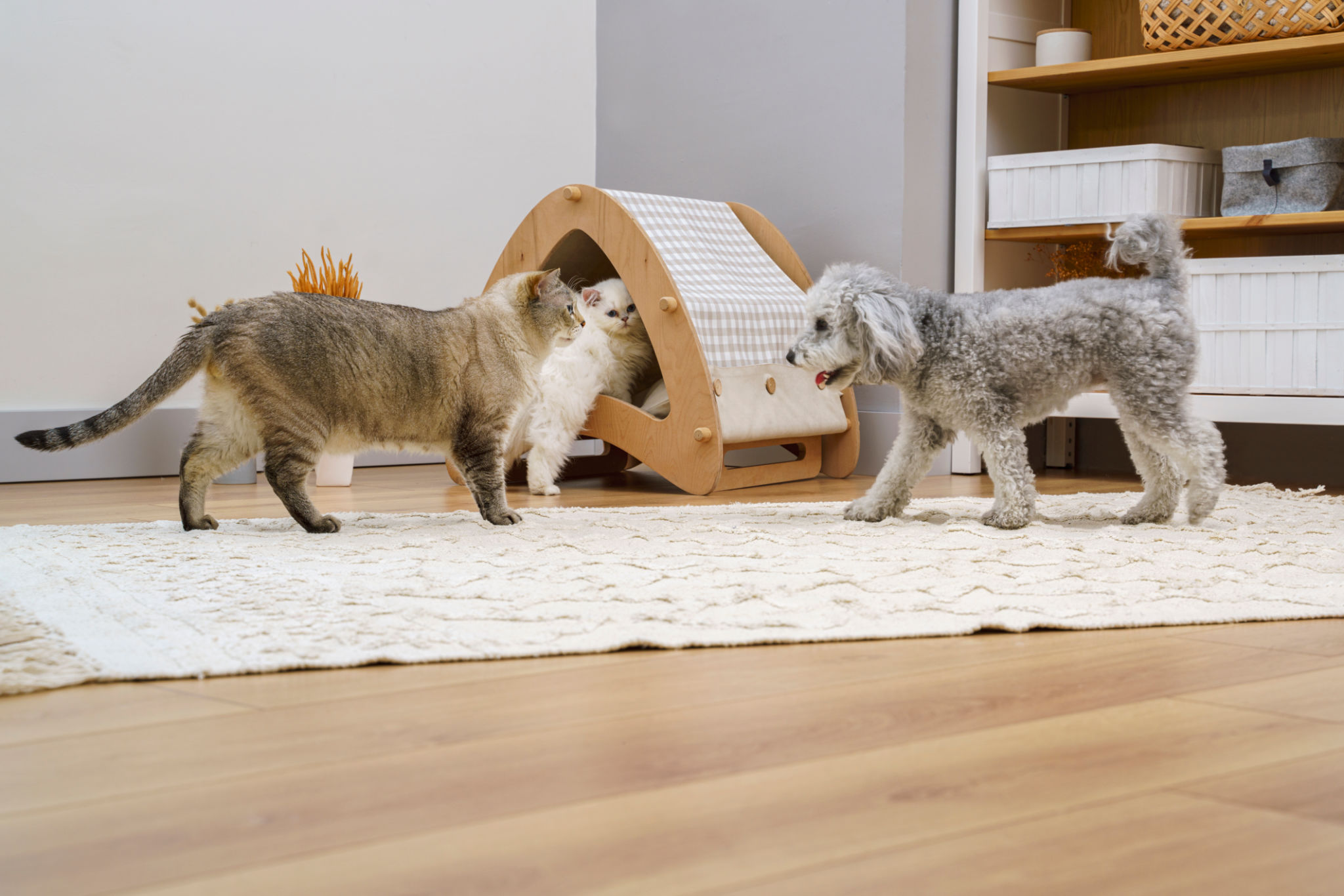 dog bed home