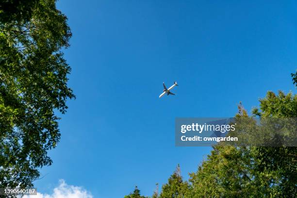 airplane flying over tree - directly below tree photos et images de collection