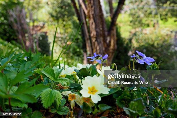 spring flowers, primrose and violets close-up - viola odorata stock pictures, royalty-free photos & images
