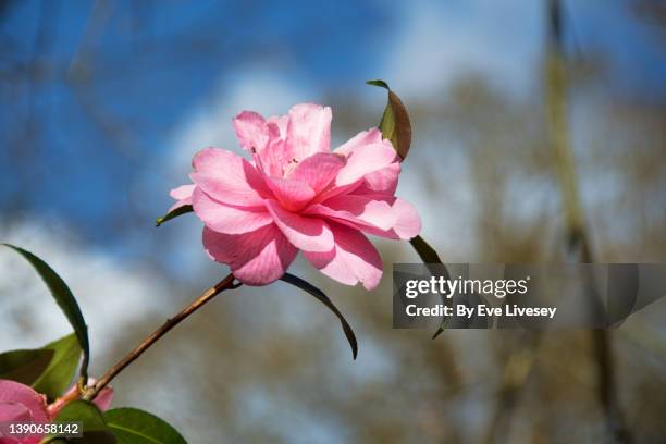 camellia sasanqua 'enishi' flower - camellia bush stock-fotos und bilder