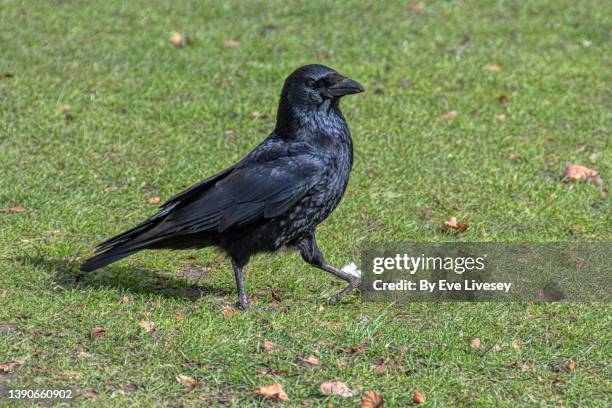 raven - wingwalking stock pictures, royalty-free photos & images