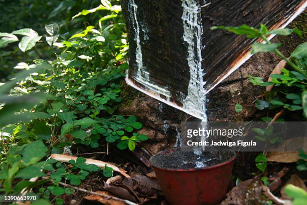latex being collected from a tapped rubber tree in a tropical forest in liberia, west africa. - látex flora - fotografias e filmes do acervo