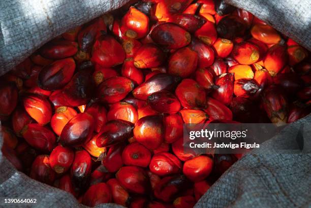 palm nuts in liberia, west africa. - oil palm stock-fotos und bilder