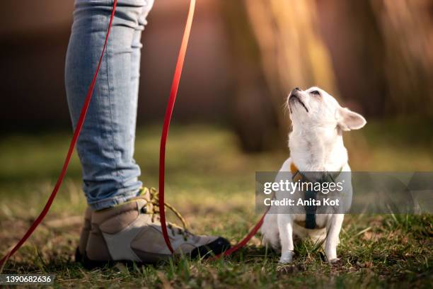 a small, white dog on a walk - harness ストックフォトと画像