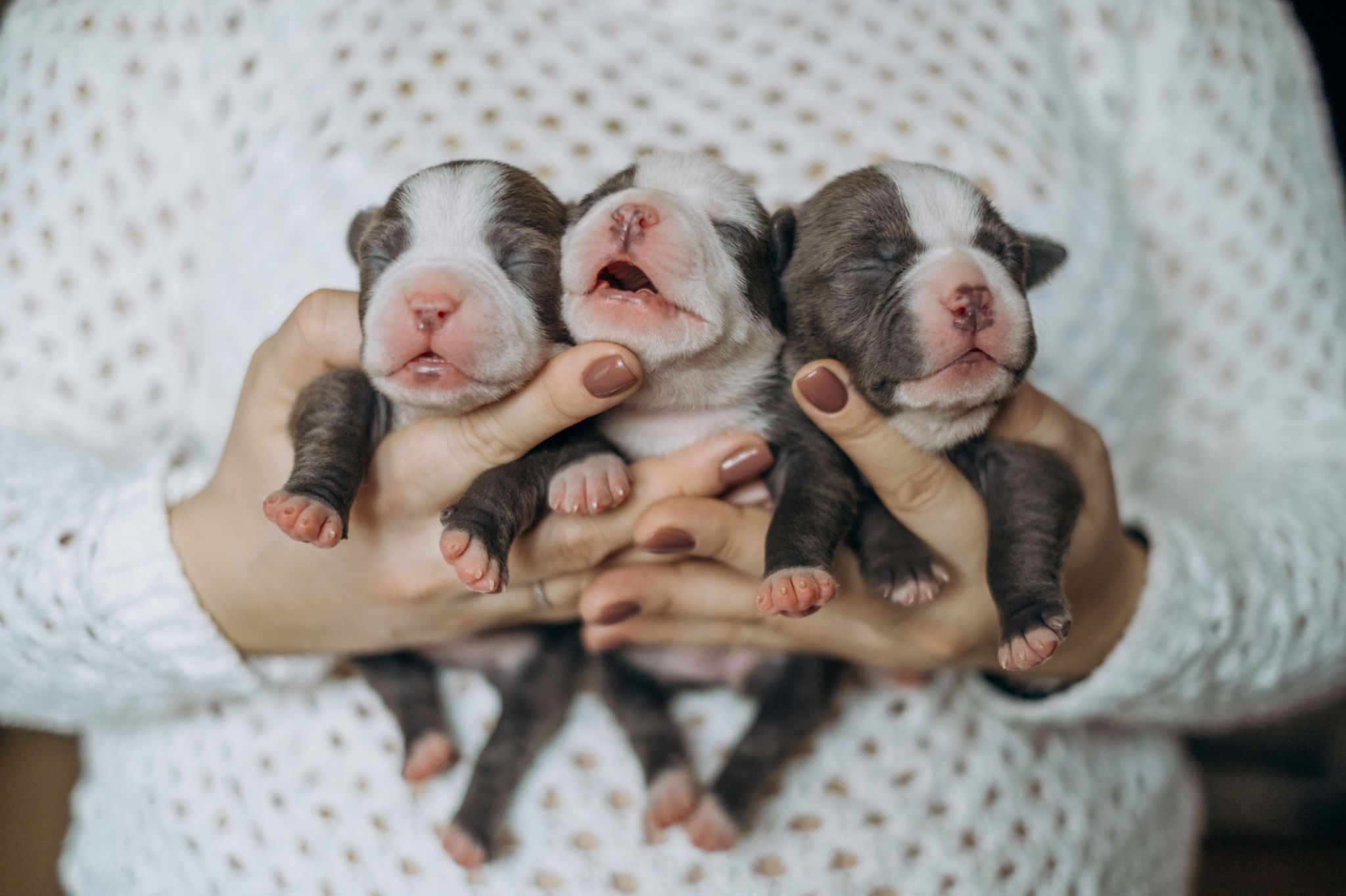 dog breeder