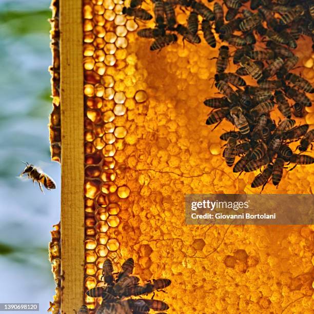 bees fly on the honeycomb - honey bee stock pictures, royalty-free photos & images