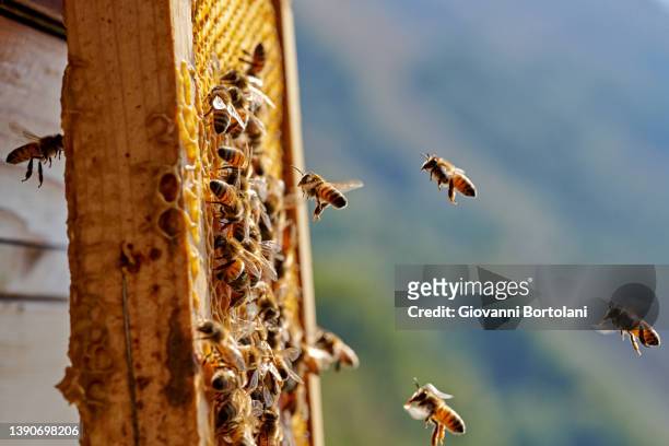 bees fly on the honeycomb of a beehive in the hills - biodiversity stock pictures, royalty-free photos & images