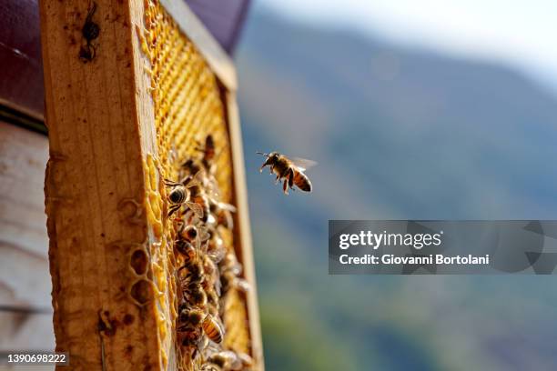 bees fly on the honeycomb of a beehive in the hills - honey bee flower stock pictures, royalty-free photos & images