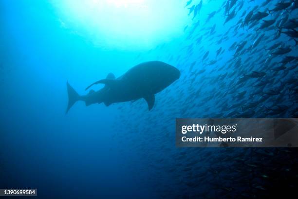 whale shark feeding. - feeding frenzy stock pictures, royalty-free photos & images