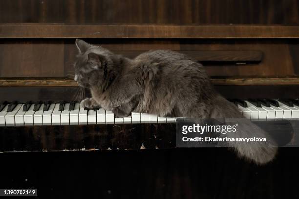 a grey fluffy cat is lying on the piano keys. - small concert stock pictures, royalty-free photos & images