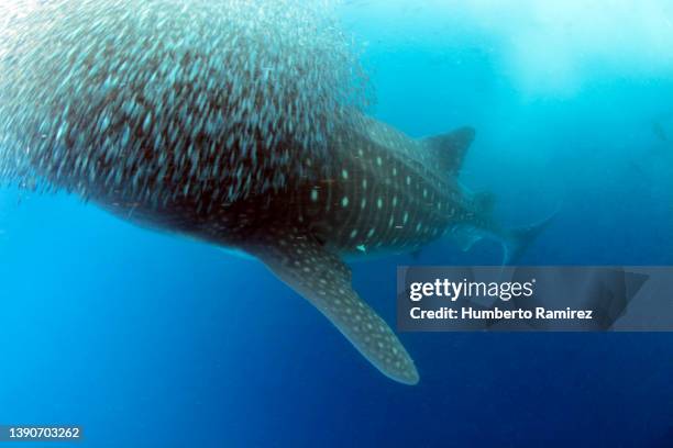 whale shark feeding. - bait ball stock pictures, royalty-free photos & images