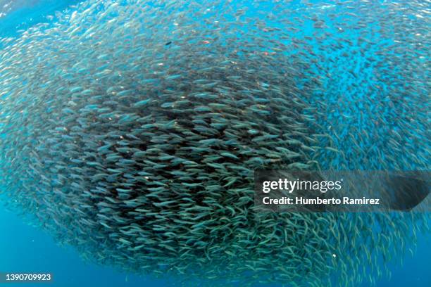 bait ball. - pesce di mare foto e immagini stock