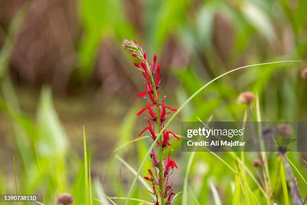 cardinal flower - lobelia stock pictures, royalty-free photos & images