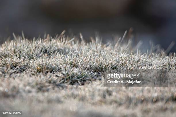 morning frost - snow on grass stock pictures, royalty-free photos & images