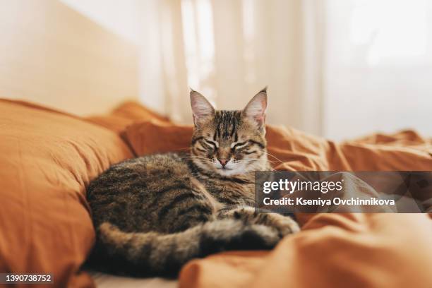 funny brown striped cute green-eyed kitten lies under a white blanket and sheets. close-up cat in bed. brown cat lies in white bedding. cat in bed concept - extreme close up stock-fotos und bilder