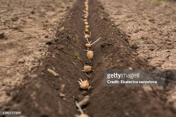 a row plowed and sown with potatoes on chernozem soil. potato seeds in the soil. - sow stock-fotos und bilder