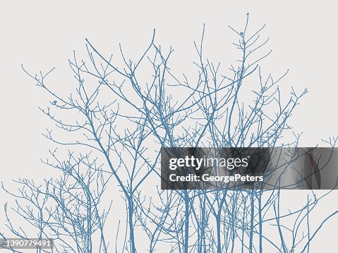 Bare Tree branches and twigs Bare Tree branches and twigs