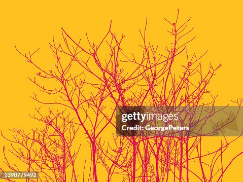 Bare Tree branches and twigs Bare Tree branches and twigs