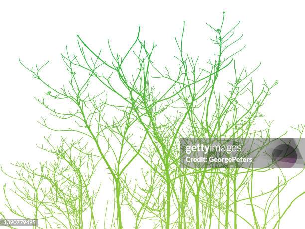 bare tree branches and twigs - bare tree white background stock illustrations