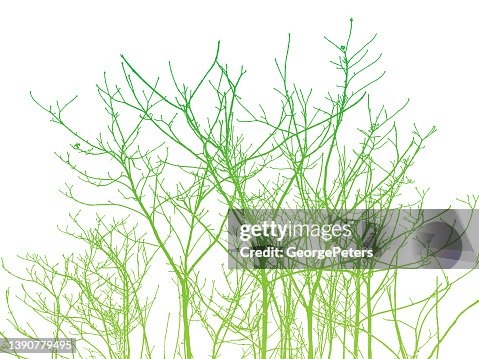 Bare Tree branches and twigs Bare Tree branches and twigs