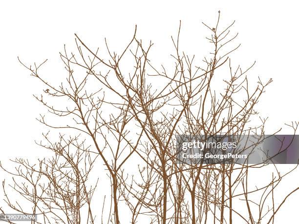 stockillustraties, clipart, cartoons en iconen met bare tree branches and twigs - twig